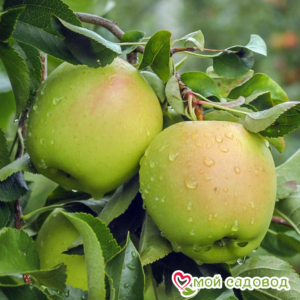 Яблоко-груша Голден Делишес в Лаганье